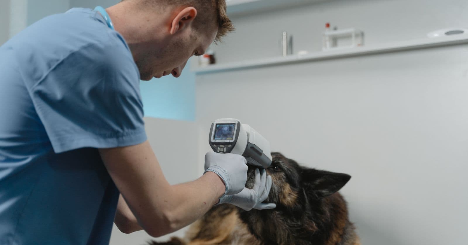 Bristol Animal Hospital