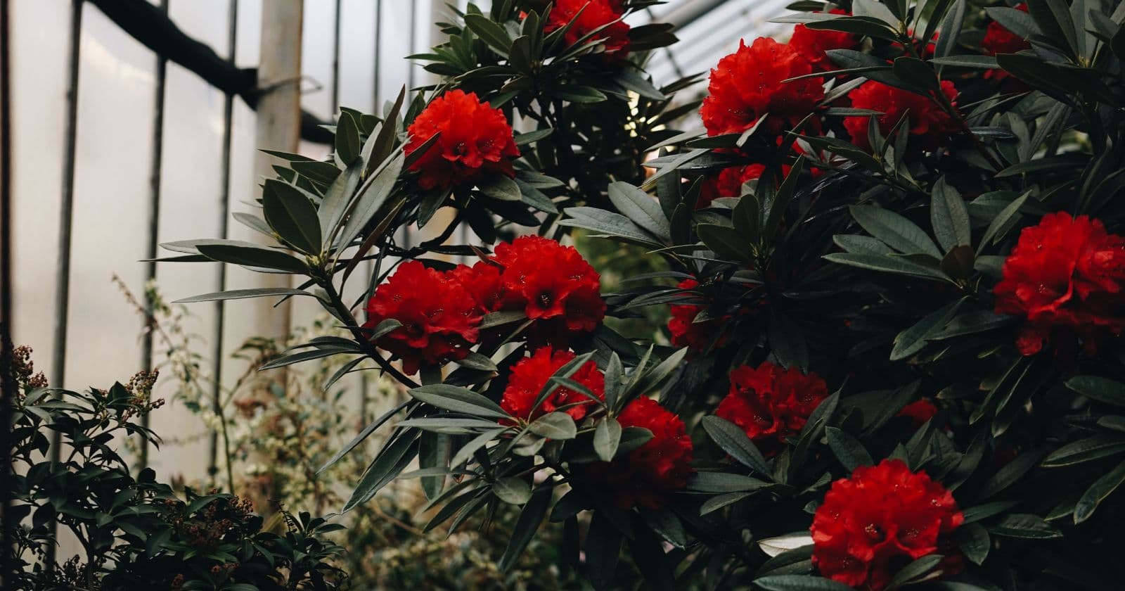 Rocky Dale Gardens